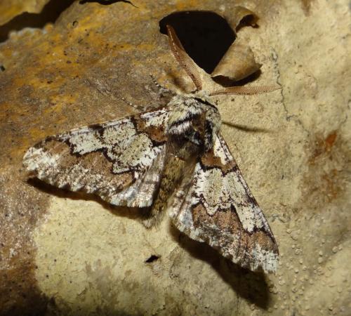 Réf. 201 148 : Biston strataria